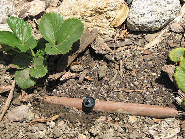 Drip Emitter on Tube