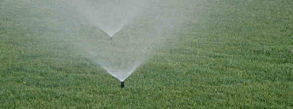Spray-type sprinklers operating in a lawn.
