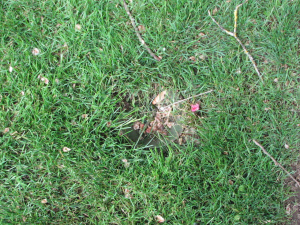 SprinklerBuddy03